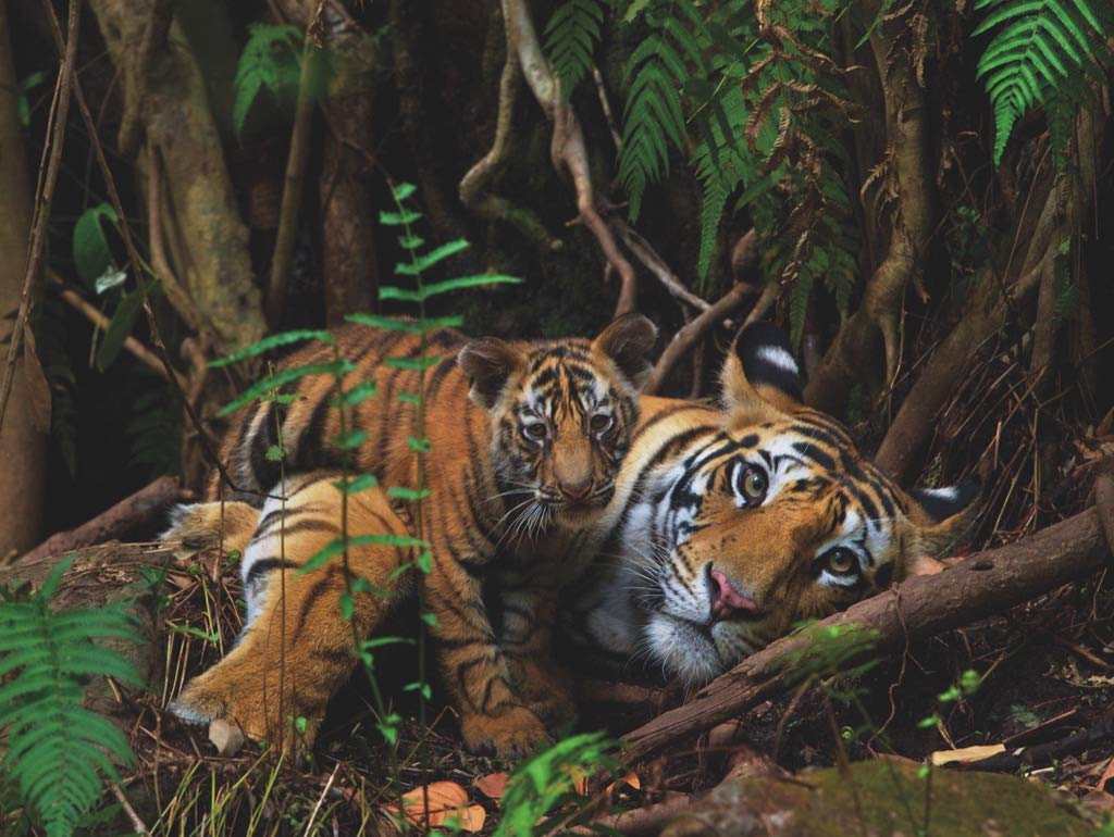New York Puzzle CompanyNational Geographic Mother Tiger and Cub - 1000 Piece Jigsaw Puzzle