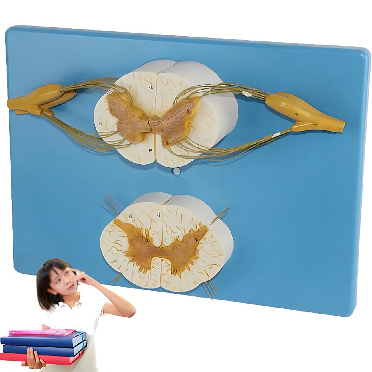 Amazon.com: ICEMOB 5X Magnified Spinal Cord Model with Nerve