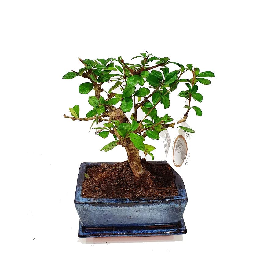 Bonsái Carmona Microphylla Natural Árbol Conocido por su Elegante Aspecto