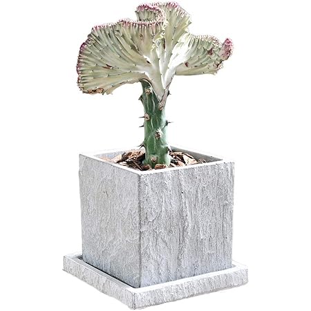 Amazon Co Jp フラワーコーポレーション マハラジャ ユーフォルビア ラクテア クリスタータ 多肉植物 観葉植物 グリーン セメント鉢 コンクリート Diy 工具 ガーデン