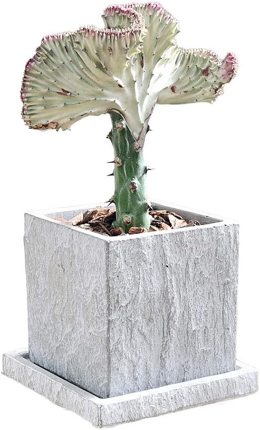 Amazon Co Jp フラワーコーポレーション マハラジャ ユーフォルビア ラクテア クリスタータ 多肉植物 観葉植物 グリーン セメント鉢 コンクリート Diy 工具 ガーデン
