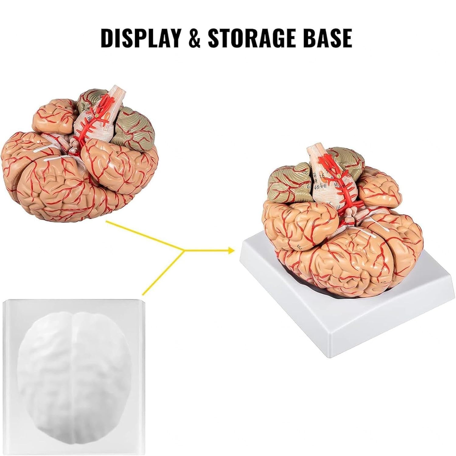 Human Brain Model Anatomy 9-Part Model of Brain w/Labels & Display Base Color-Coded Brain Teaching Tool Brain Model for Science Classroom Medical Model