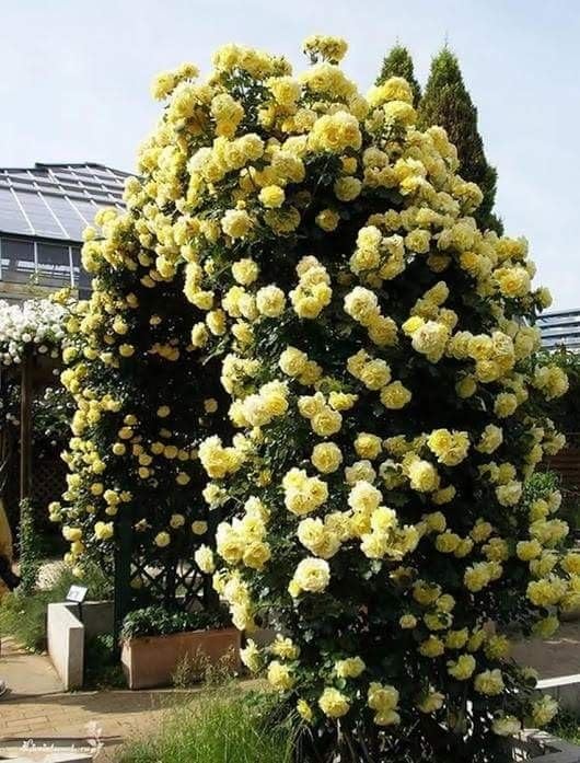 ECO BLOOM Imported Yellow Rose Climber Live Flower Plant For Gardening and outdoor (Pack of 1) live Rose plant With Pot (B0CXMX9VXL) Amazon Price History, Amazon Price Tracker