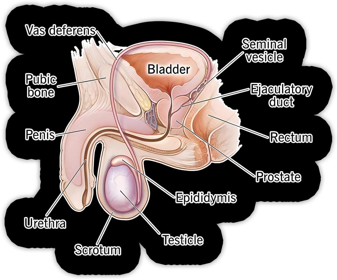Male Reproductive System Anatomy Sticker Labeled Medical Diagram Vinyl Decal Educational Biology Study for Students Classroom Waterproof Laptop Water Bottle Sticker
