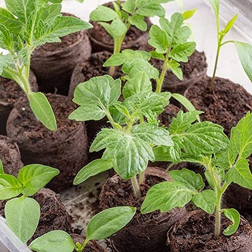 100 Pcs Peat Pellets Seed Starting Plugs Pellets Seedling Soil Block 30Mm Nursery Soil For Indoors Garden Flowers Seedling Planting Seeds Starter Pellet For Transplanting Planting #TOP3