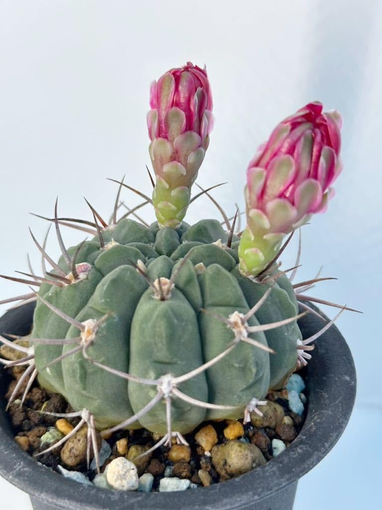 Amazon.co.jp: Gymnocalycium oenanthemum ギムノカリキウム純緋