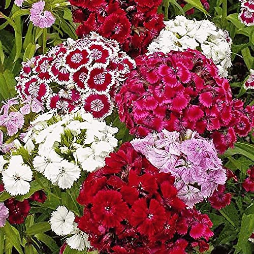 Sweet william | Flower seeds | Suitable For Indian Climate| Pack of 20|By Plantogallery®