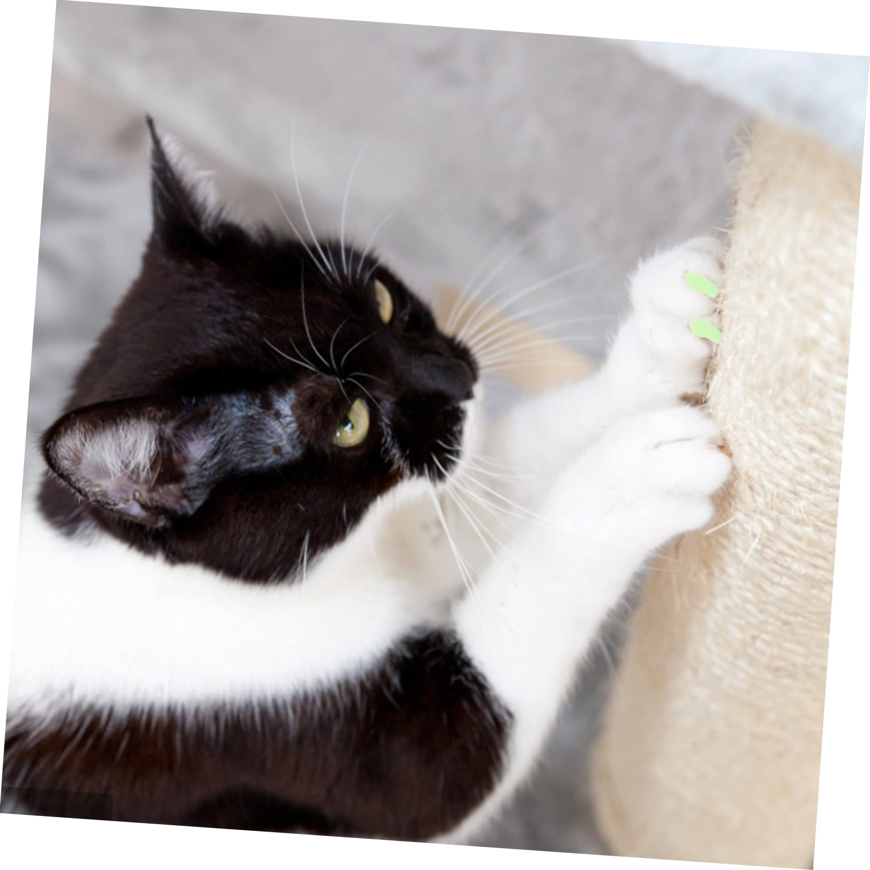 Sosoport 20sätze Katzenkrallen-schutzset Teiliges Für Katzen Und Hunde Weiche Und Flexible Nagelkappen Zur Reduzierung Von Kratzschäden Für Haustierpflege