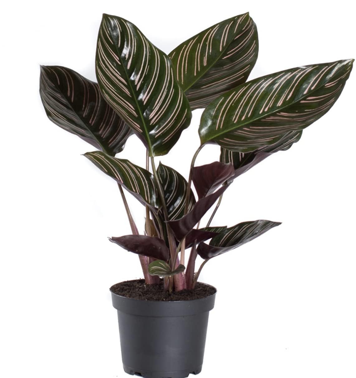 Indoor Prayer Plant Calathea Ornata | Pinstripe Roseo Lineata Live Plant | Natural Home Décor