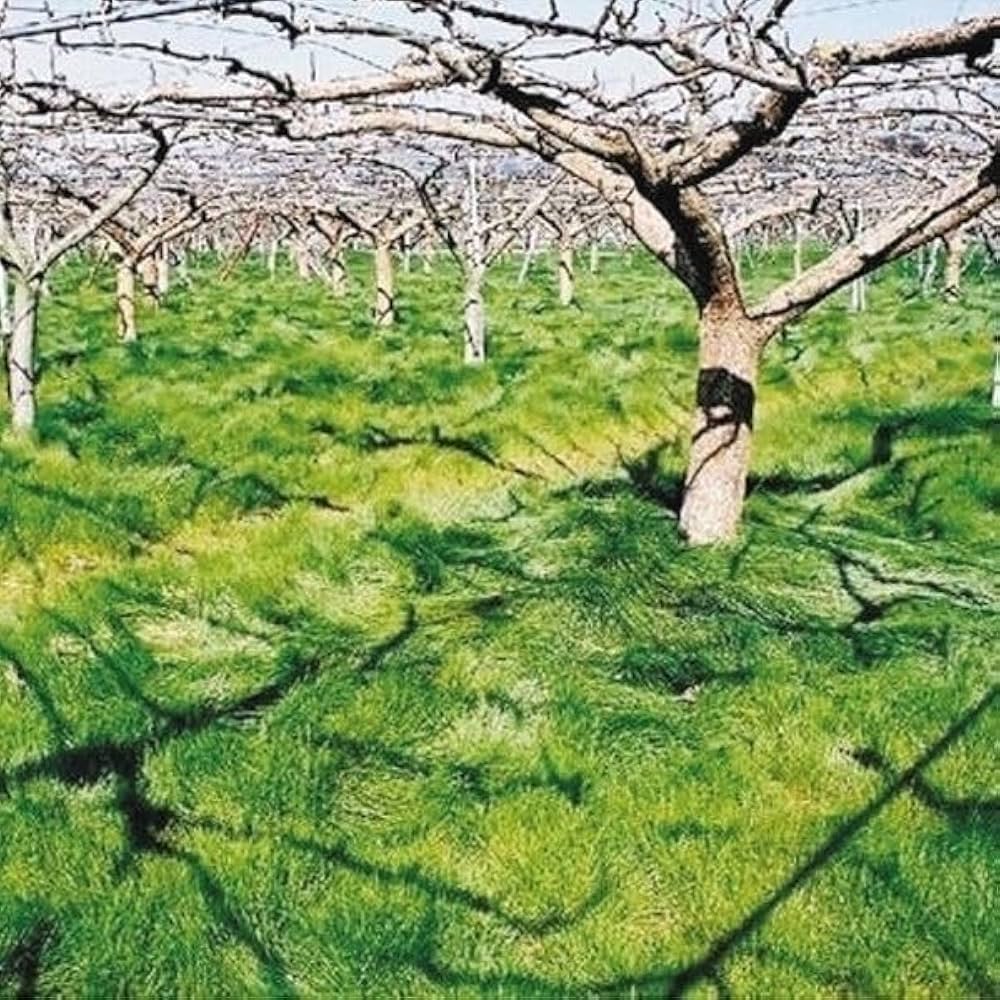 新品未使用！草生栽培に是非！ナギナタガヤ ナギナタガヤ：日本在来 1kg の通販 | 園芸ネット