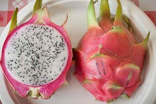 Dragon Fruit 2 nuevos esquejes 8" - 12", (Bien HOA Blanco)