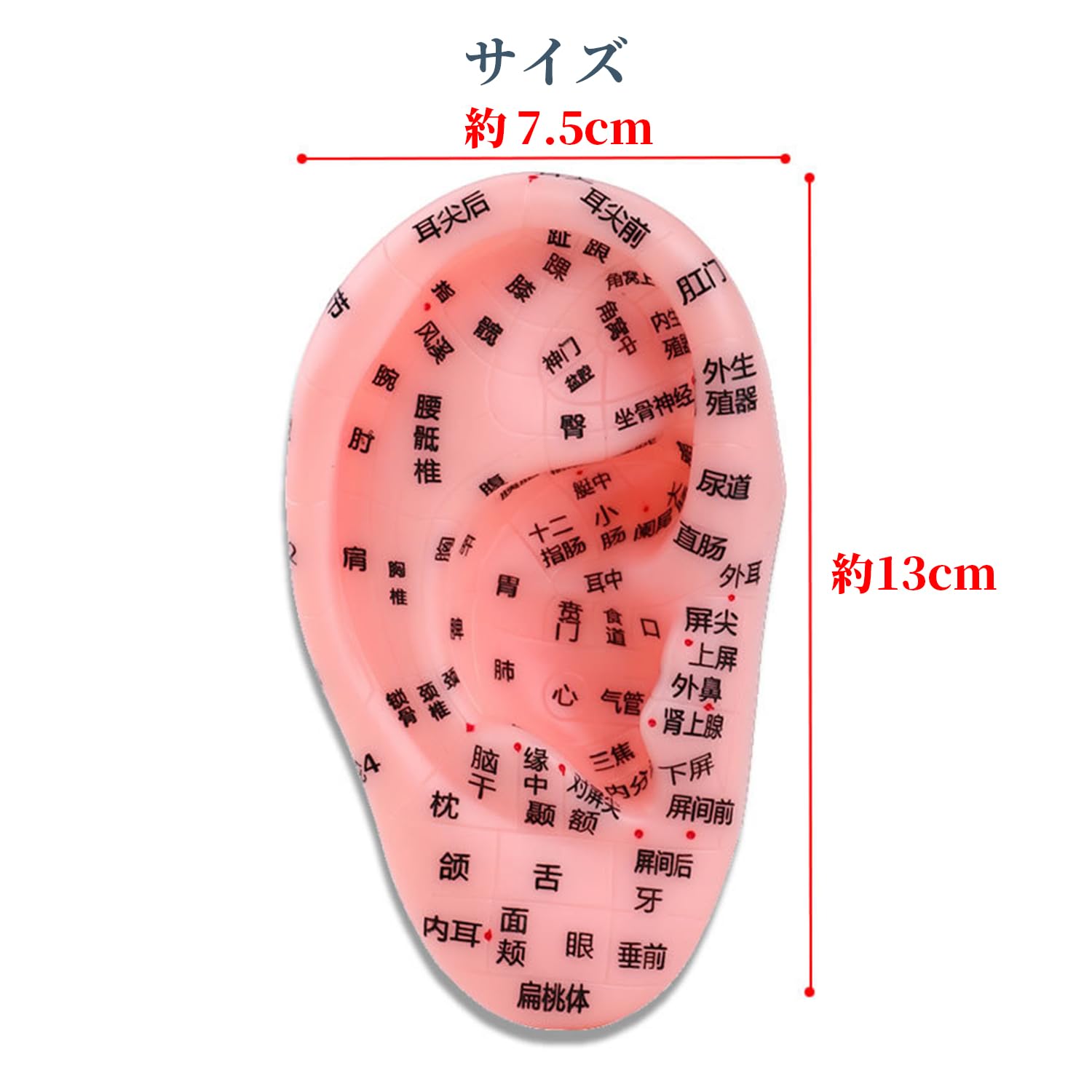 Amazon | 耳つぼ 模型 耳つぼシール 耳つぼジュエリー 練習 グッズ 耳