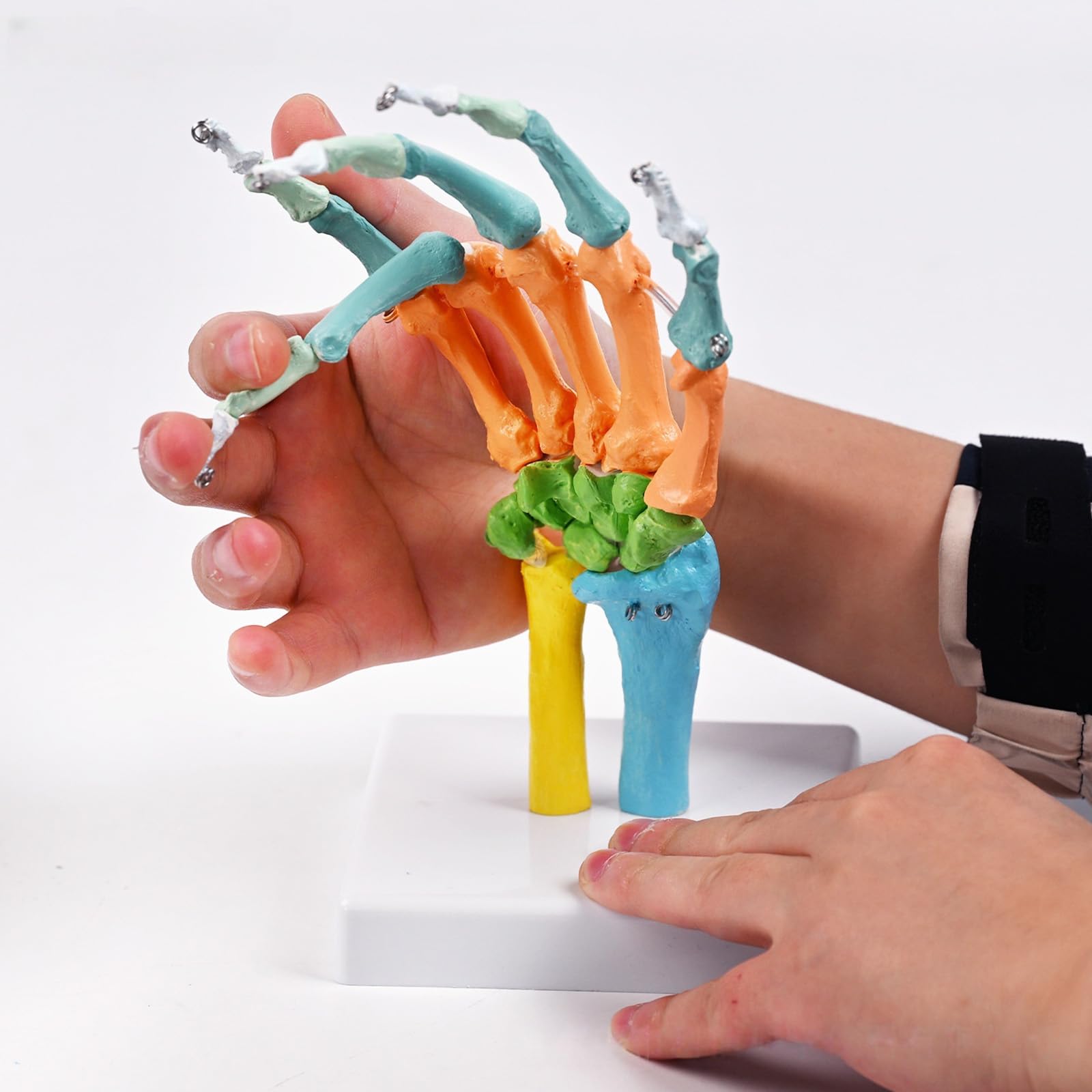 Scheletro umano a grandezza naturale, modello anatomico con articolazioni mobili, modello osso manuale codificato a colori per lezioni aule, strumento studentesco