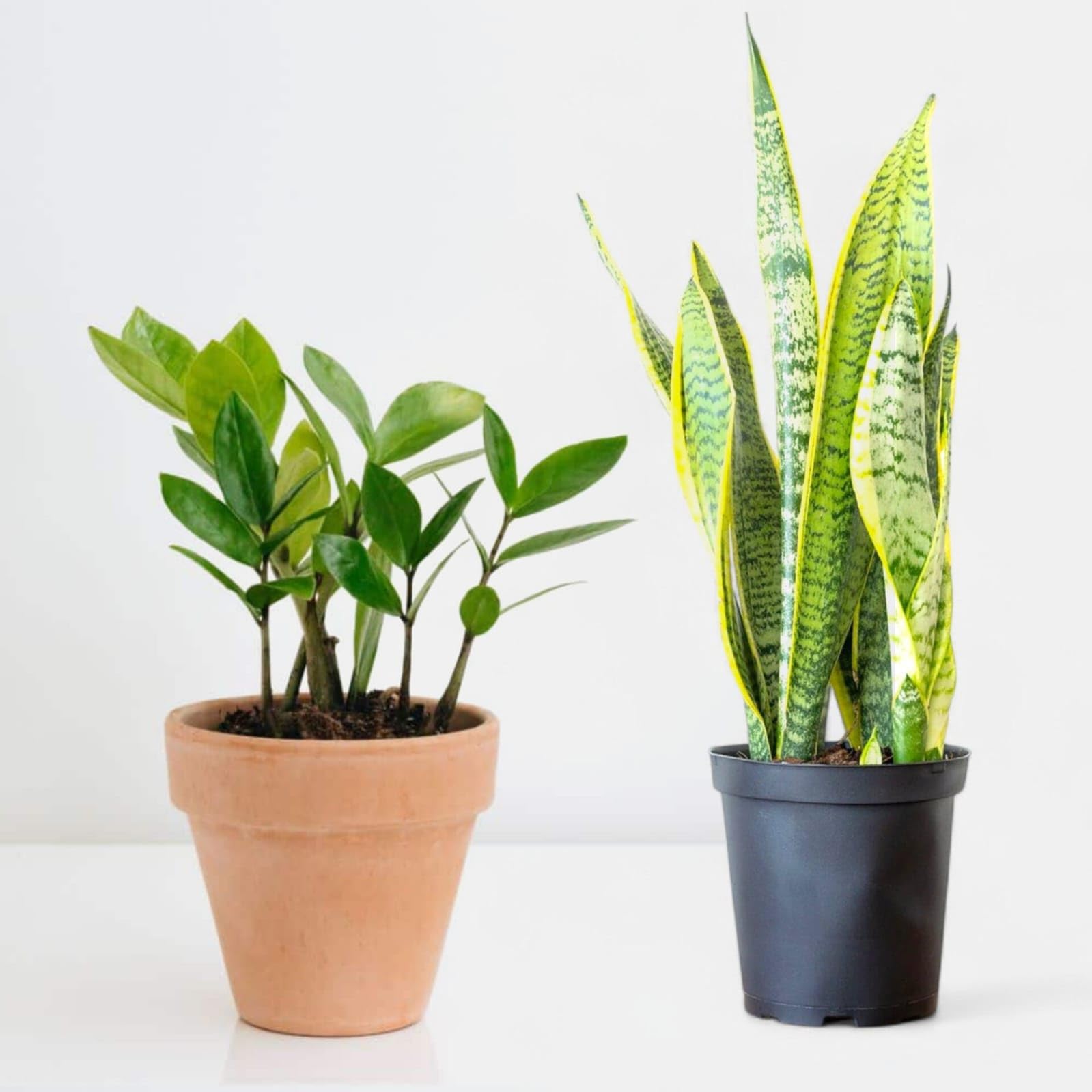 Live ZZ Plant & Golden Snake Plant Combo with Pot | Lucky Plants for Home | Low Water Indoor Plants | Pack of 2-image-38