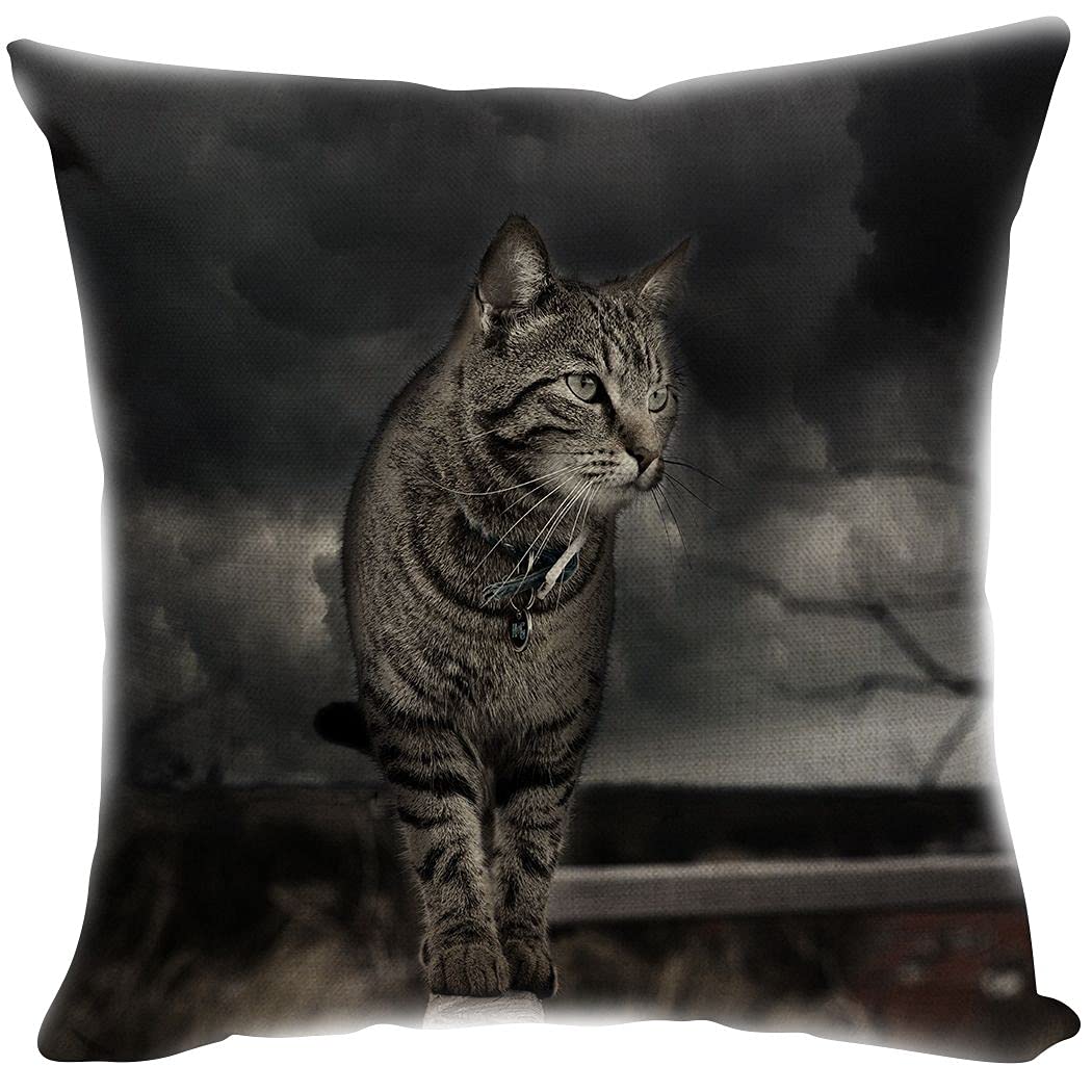 Zomer Federa per cuscino decorativo con gatto grigio, 45 x 45 cm, in cotone e lino