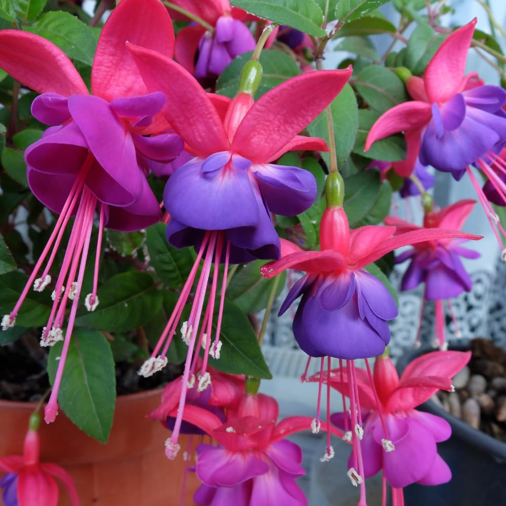 Red Purple Fuchsia Plant Live YOKEBOM