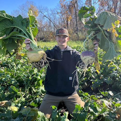 TnT Seed Company Purple Top Turnips, Food Plot Seed, 1 Acre (6 lb Bag), Brassica, Loaded with Nutrients and Protein, Easy to Plant and Maintain, Plant in Late Summer or Fall