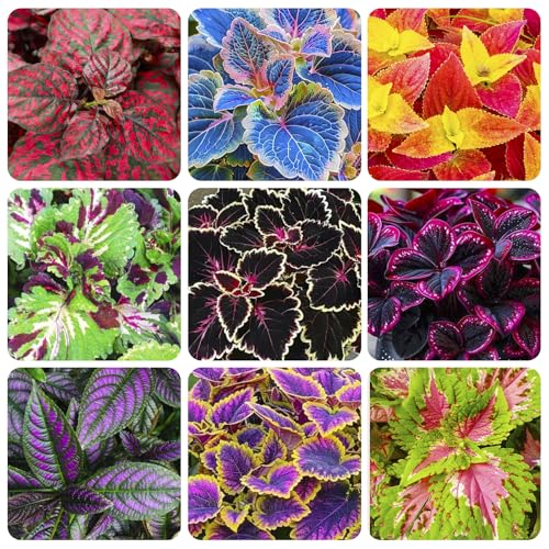 150+ Mix Rainbow Coleus Seeds for Planting - Beautiful...