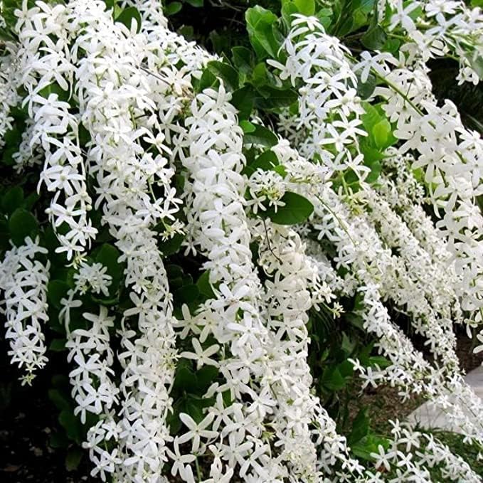 Live Sandpaper Vine Plant with White Flowers – Petrea Volubilis | Rare Climbing Ornamental for Home Garden & Outdoor Décor" With 4 Inch Black Pot