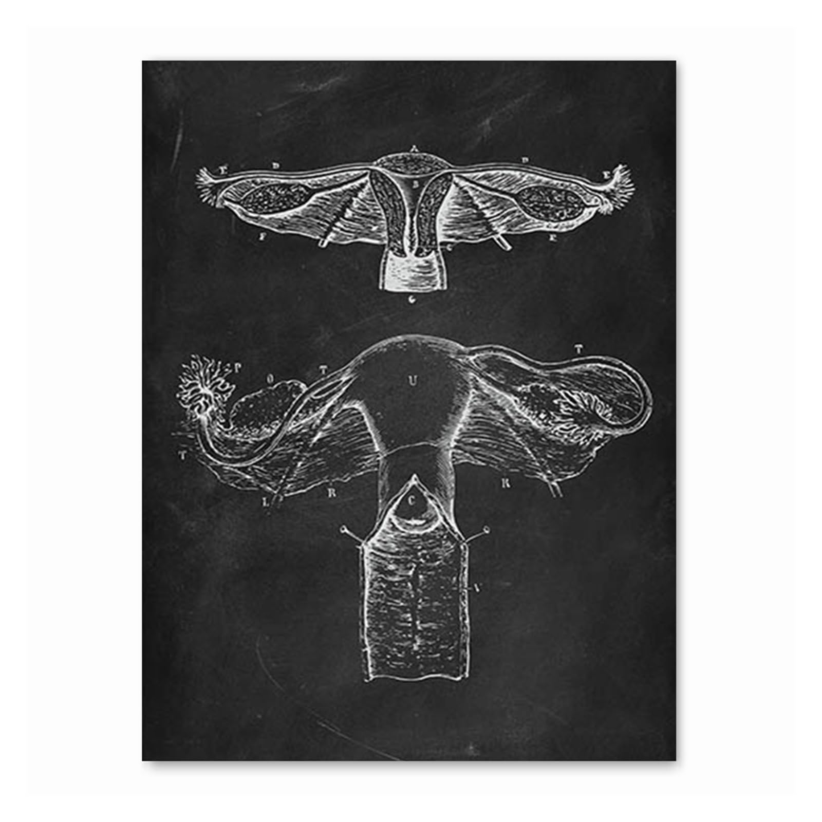 1 Szt. Anatomia Człowieka Grafika Klinika Medyczna Obraz Ścienny Narząd Szkieletowy Układ Mięśniowy Druk W Stylu Vintage Na Płótnie Plakat O Edukacji Ciała | [](12,40x60cm)