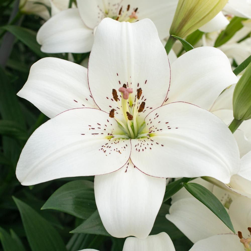 Flora Seeds Asiatic Lily (Lilium) White Hybrid Imported (Pack of 2) Flower Bulbs for Garden & Outdoor Home Planting