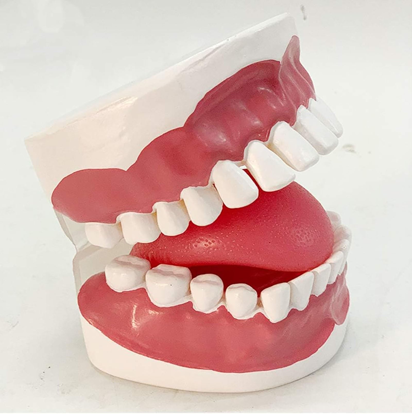 Modello dimostrativo dentale, cavità orale umana con gengive e denti interdentali, per l'educazione medica e la formazione odontoiatrica