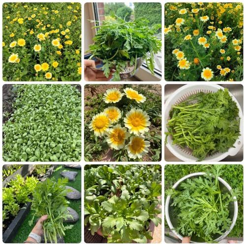 semillas de crisantemo comestibles, semillas de hortalizas, jardín balcón Semillas de crisantemo coronarium, semillas orgánicas, plantas raras plantar vegetales Las plantas perennes 600pcs
