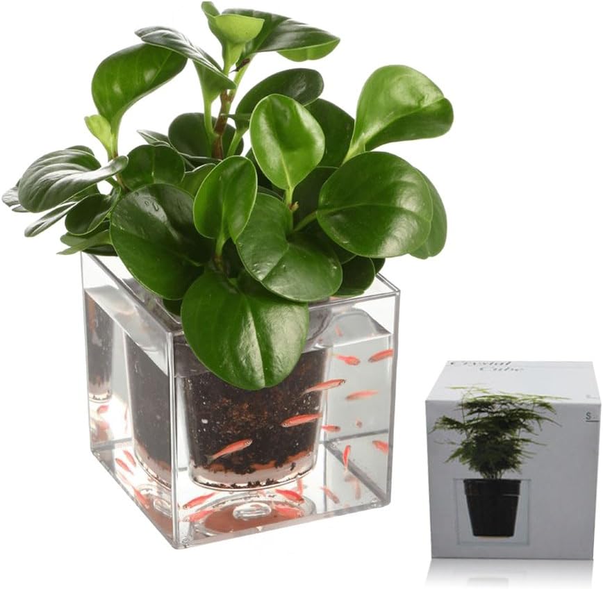 Multifunction Resin Plastic cubic transparent flowerpot Auto-irrigation System Plant Fish Farming Clear Fish Tank Aquarium DIY Home Restaurant Office Decoration accessories Aquaponic Breed Pets Fish Bowls (12*12*12 CM)