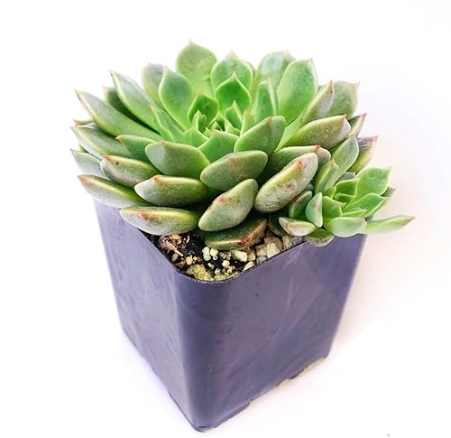 Miniatura 2 de Graptoveria Olivia - Planta de interior de 2 pulgadas, suculenta saludable, rara e inusual, viva y de fácil cuidado, totalmente enraizada en tamaños