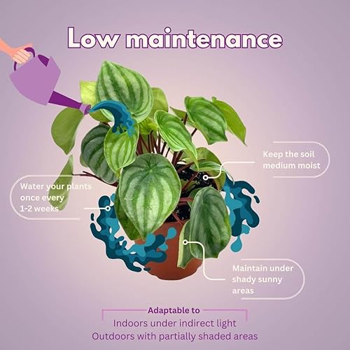 Miniatura 4 de BubbleBlooms Sandía Peperomia argyreia Agua Melón Pep en una olla de 4 pulgadas