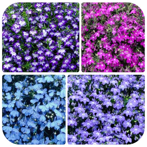5200+ Perennial Mixed Lobelia Seeds for Planting-Non-GMO Heirloom Lobelia Ground Cover Flowers Great for Hanging Baskets, Pots and Containers