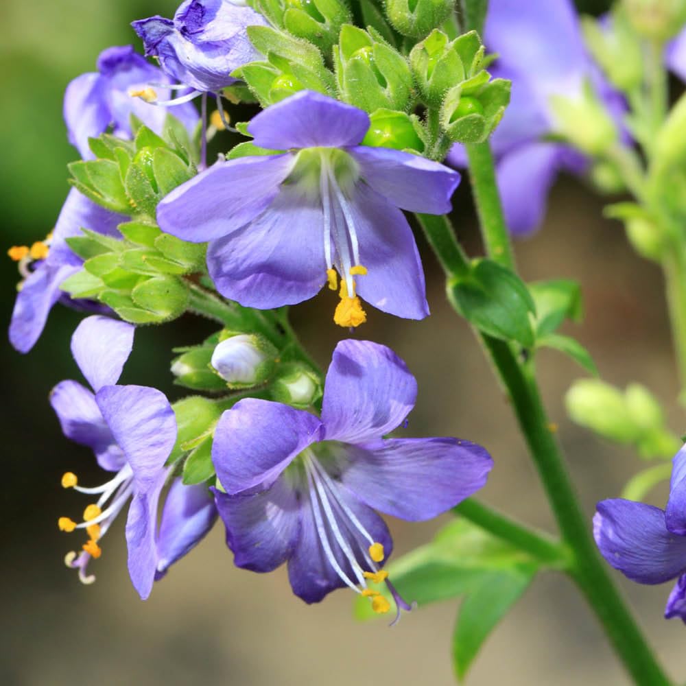 YouGarden Jacob's Ladder ‘Bressingham Purple’ Established Polemonium Plant in 9cm Pot