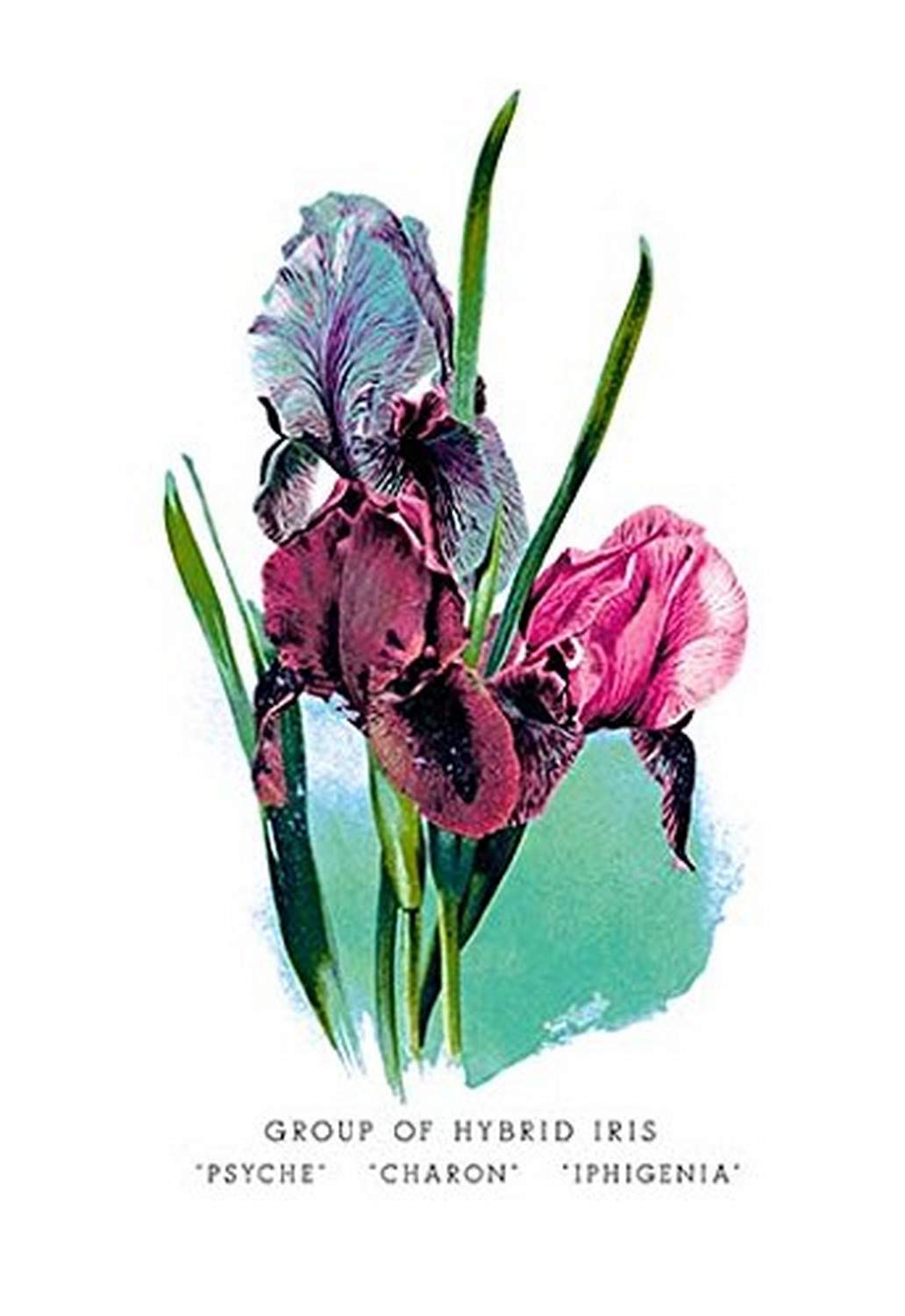 Buyenlarge Group of Hybrid Iris: 'Psyche' 'Charon' 'Iphigenia' - Gallery Wrapped 28"X42" canvas Print., 28" X 42""