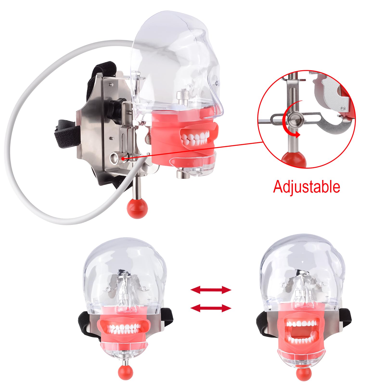 Cabeza de maniquí de simulador dental con 28 dientes extraíbles, modelo de cabeza fantasma para entrenamiento clínico, práctica de Typodont y laboratorios de simulación