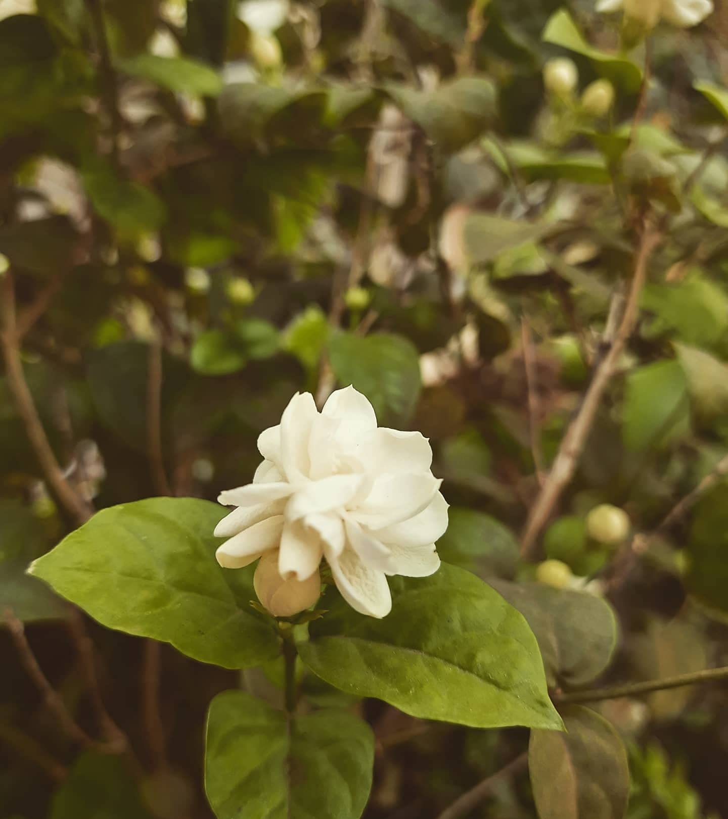 HN Organics Live Motia / Mogra / Jasmine Aromatic Flower Plant with Pot ( Arabian jasmine) (B097LRP293) Amazon Price History, Amazon Price Tracker