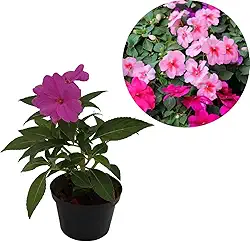 Kit 4 Muda Beijinho Maria-sem-vergonha Beijo Turco Cor Mista