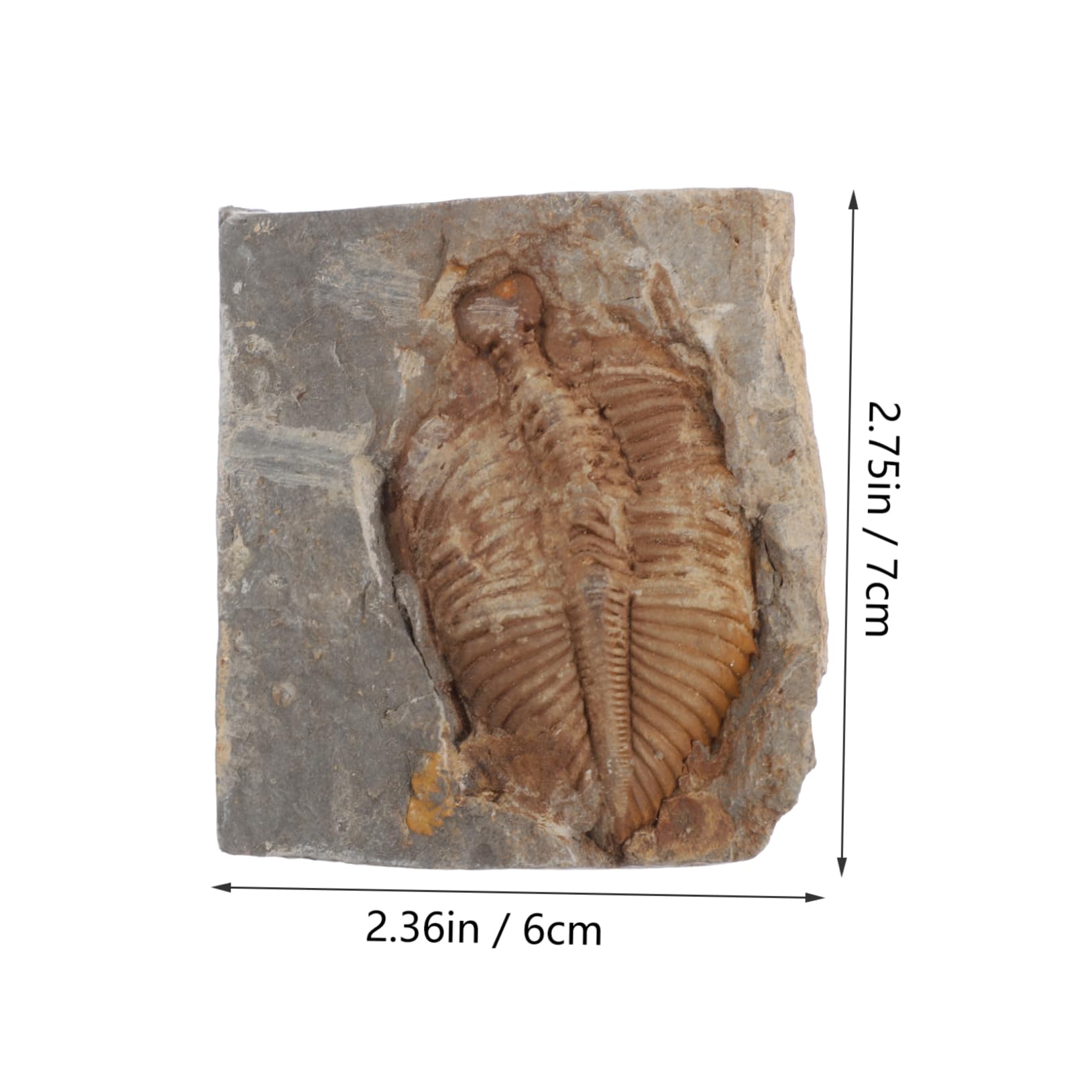 HOMOCONO Educational Trilobite Specimen Real Marine for Boys and Girls' Learning and Home Decor