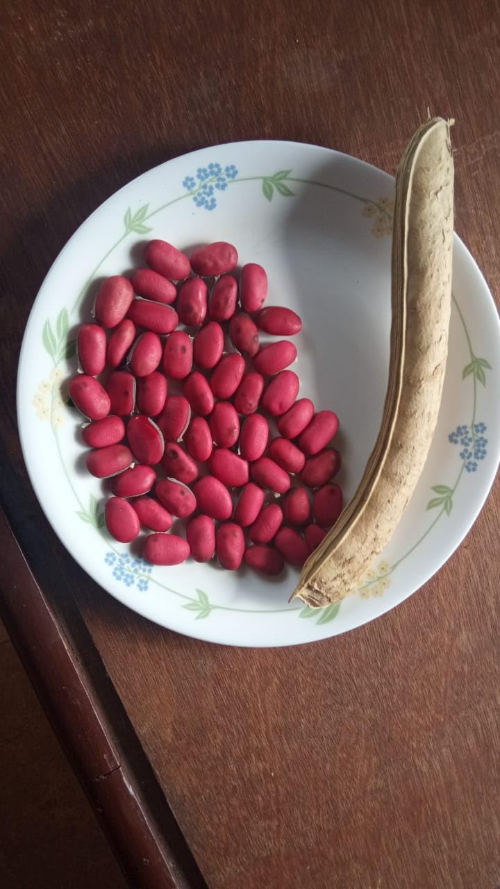 Sword bean seed (19 per packet) 1