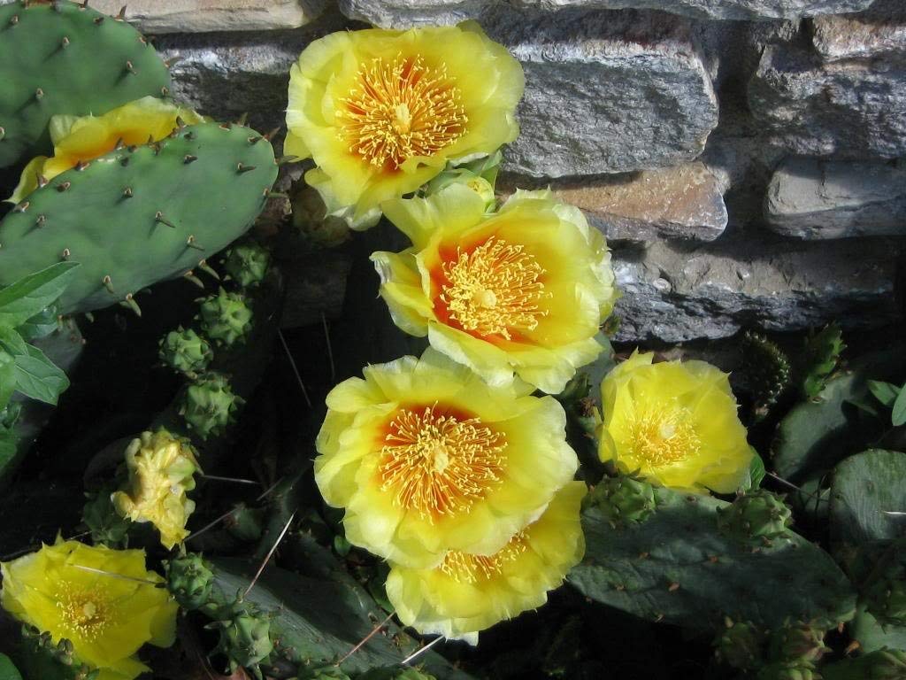 10 PRICKLY PEAR CACTUS Opuntia Flower Seeds