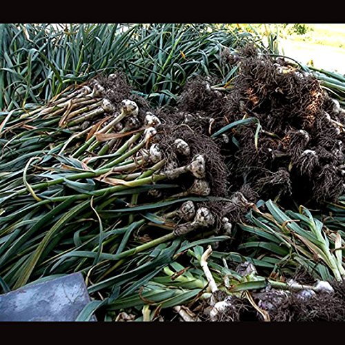 Gourmet Chesnok Red Garlic Bulbs Hard Neck - 4 Bulbs - Garlic To Plant For Fall Planting - Non-GMO Organic Grown - Thumbnail 2