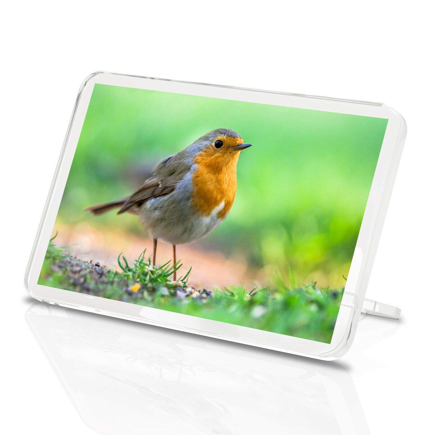 Beautiful Red Robin Classic Fridge Magnet - Bird Christmas Animals #15509