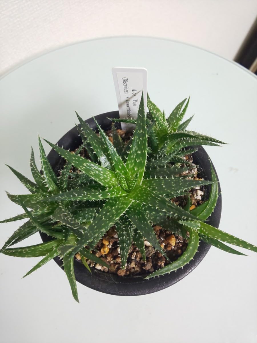 Amazon.co.jp: 2種セット アクティシマ ペペ アロエ Aloe Acutissima