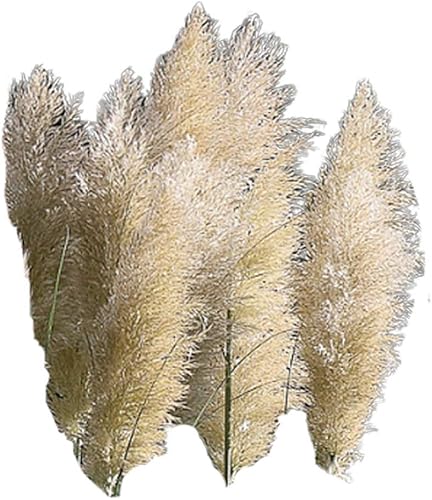 Miniatura 2 de White Pampas Grass 50 Semillas  Semillas de hierba de Cortaderia Selloana, semillas de flores ornamentales de reliquia, flores plumosas, semillas de