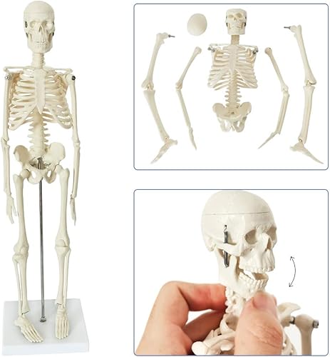 Miniatura 6 de Modelo de cuerpo humano, esqueleto y corazón, el mejor modelo de anatomía, juego de 3 herramientas de estudio manuales de modelo 3D para estudiantes