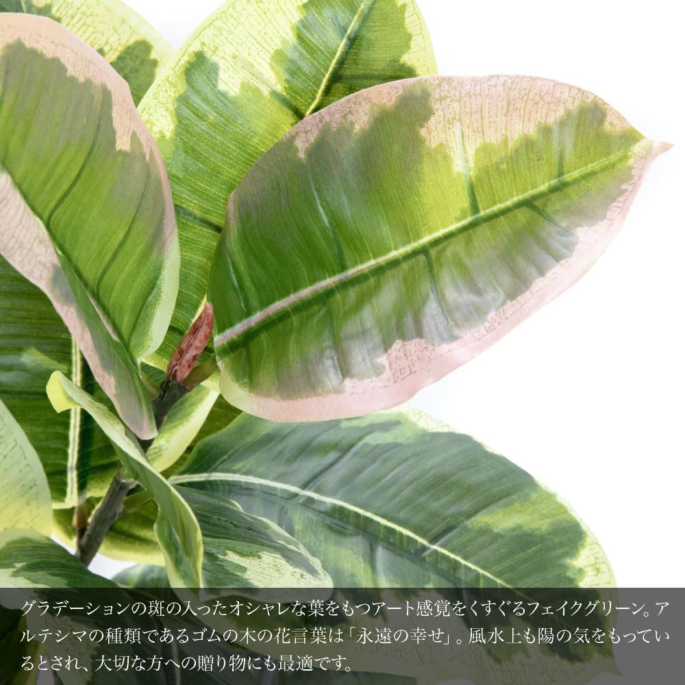 Amazon｜フェイクグリーン フィカス アルテシマ 115cm 白鉢（陶器製  