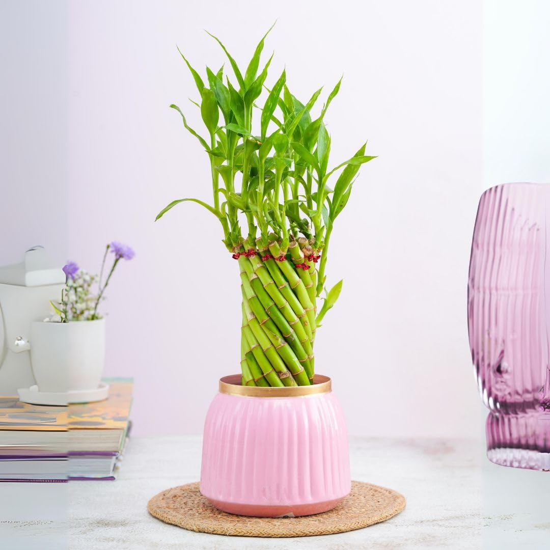 Floral Boutique Spiral Lucky Bamboo Plant with Metal Plant Pot, Indoor Plants for Living Room, Plant Stand for Balcony, Stylish Pots for Indoor Plants and Décor (B0DD8NKXC3) Amazon Price History, Amazon Price Tracker