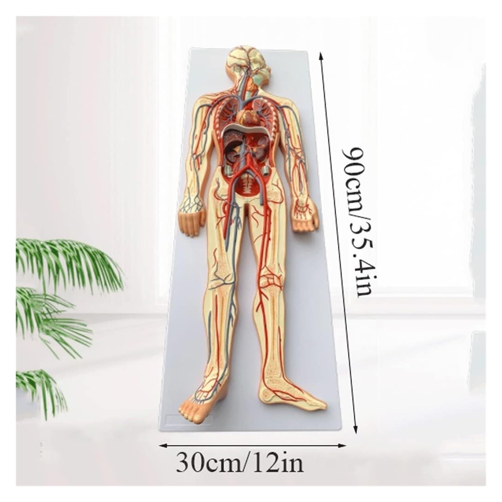 血液循環系模型 (透視式)♡ Amazon.com: 人體循環系統模型,互動式人體血液循環系統模型,用於研究