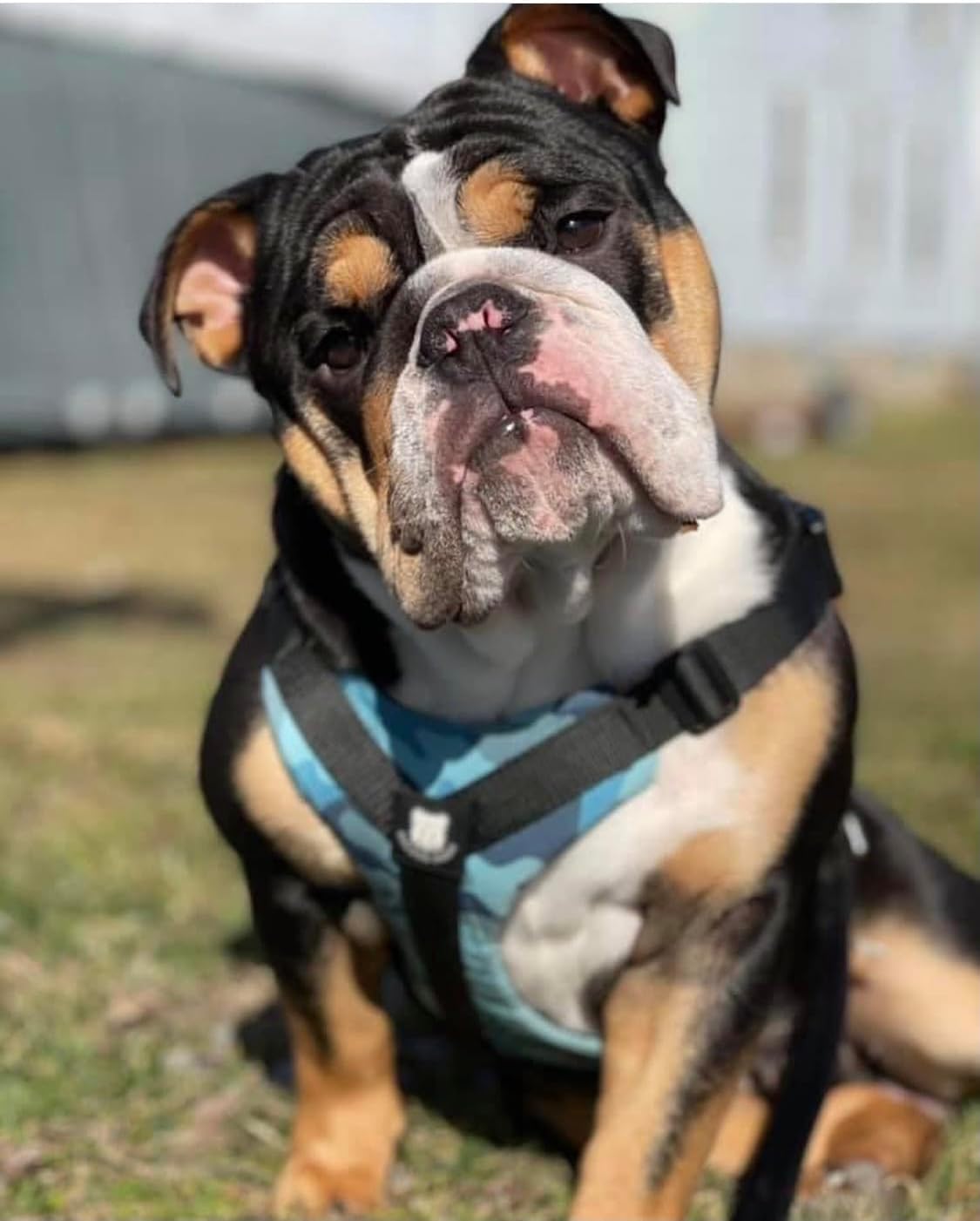No-Pull Harness for English & French Bulldogs - Adjustable Wide-Chest Fit, Reflective Vest with Control Handle (Bully Blue Camo, Medium)