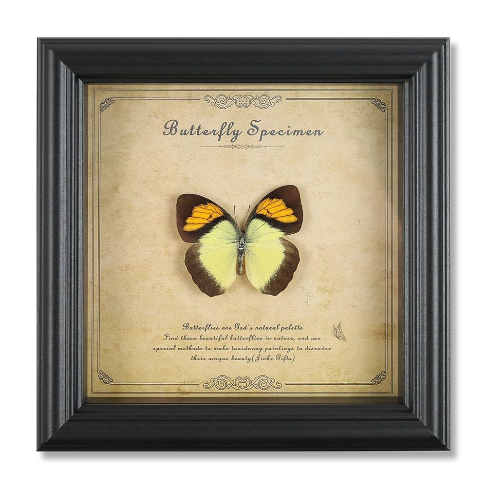 Taxidermy Butterfly Framed, Real Butterfly Specimen in Frame Shadow Box Insect Collection, Perfect for Science Study and Home Office Desktop Decor Craft Gift (Yellow Orange Tip Butterfly)