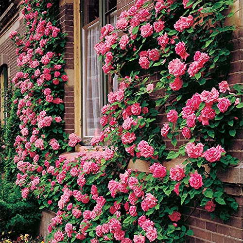 Mix Climbing Rose Seeds For Planting Ornamental Climbing Flowers Rosa Bush Vine Climber #TOP1